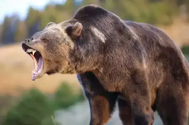世界10大猛兽，东北虎和鬣狗均上榜，你怕它们吗？