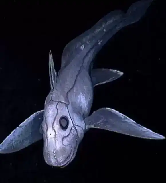 你可能不知道的那些有点可怕的海底生物