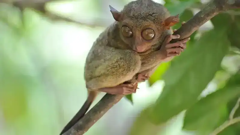 超迷你古灵精怪眼镜猴，体型较小的大眼萌物，眼睛与脑袋等重