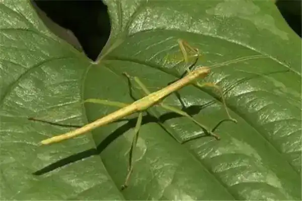 世界10大奇特的昆虫，第四长得像外星人，你们觉得像吗？