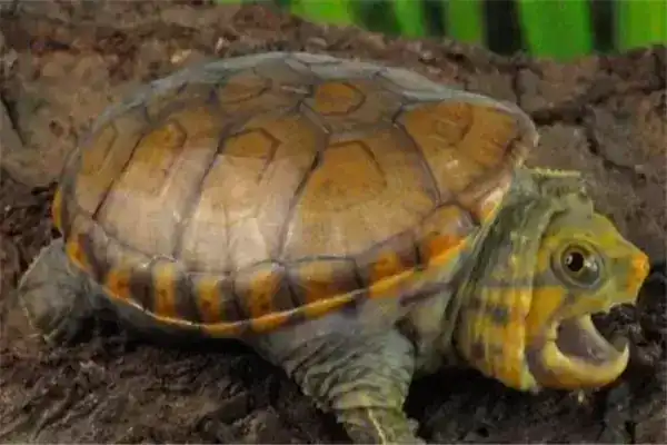 地球上10大最厉害的乌龟，剃刀龟和巴西龟领衔，你养过吗？