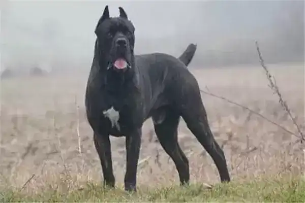 世界10大最凶猛的军犬，中国昆明犬成功上榜，你养过哪种？
