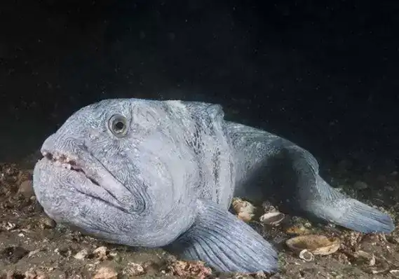 地球上10大最古怪的鱼类，第一似怪物史莱克，你知道几个？
