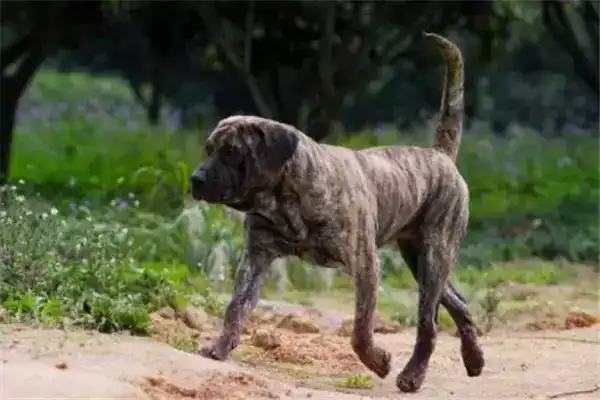 世界10大杀伤力超强的犬，有不少是被禁止饲养的，你敢养吗？