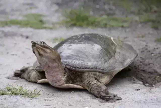 全球10大最凶猛的乌龟，棱皮龟和鳄龟领衔，你敢饲养吗？