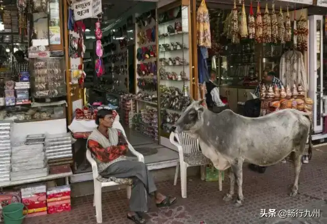 印度”奇葩”的”牛文化”，外国人估计肯定受不了