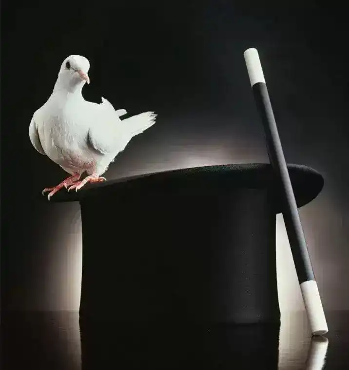 十万个冷知识：魔术师用的鸽子是什么鸟？