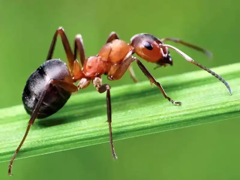 十万个冷知识：蚂蚁之间的战争