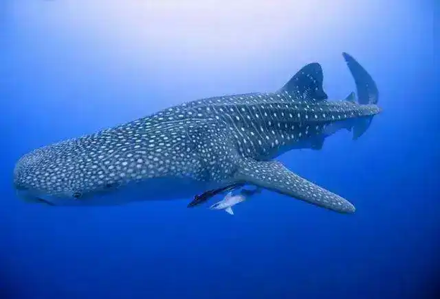 地球上10大最重的动物，蓝鲸和鲸鲨领衔，河马和鳄鱼也上榜