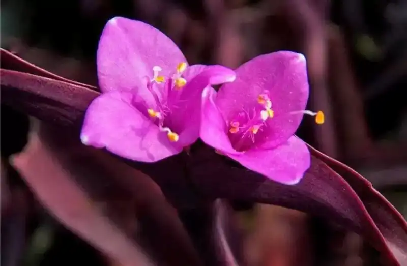 紫竹梅是什么植物（紫竹梅介绍）