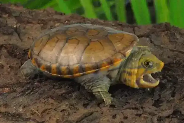 全球10大最凶猛的乌龟，棱皮龟和鳄龟领衔，你敢饲养吗？