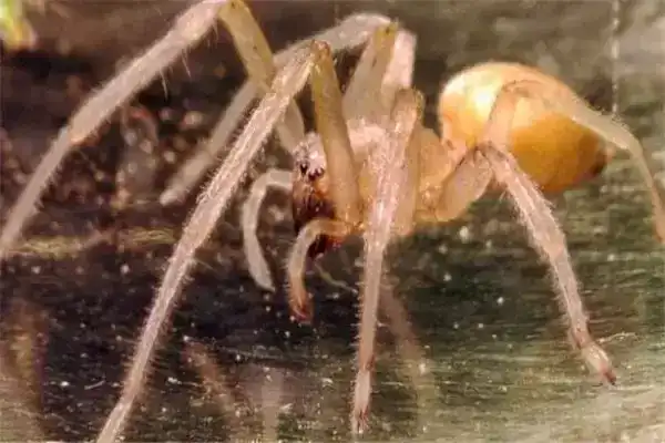 全球10大最毒蜘蛛，黑寡妇蜘蛛和漏斗网蜘蛛上榜，你见过吗？
