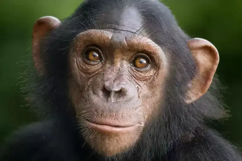 地球上最聪明的 10 种动物
