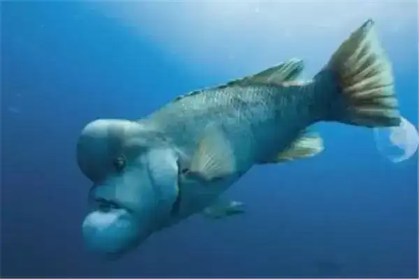 世界10大奇鱼，第五因长得丑而闻名，第九长相似怪物史莱克