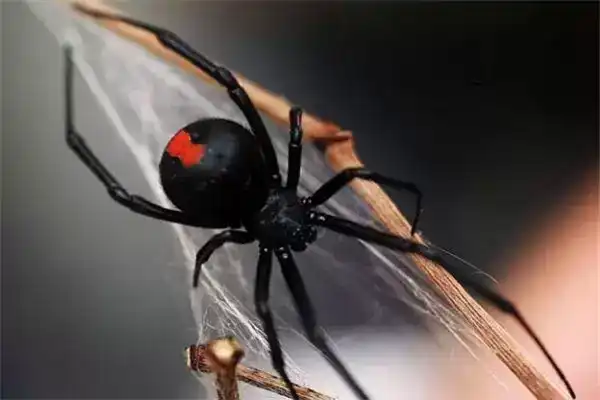 全球10大最毒蜘蛛，黑寡妇蜘蛛和漏斗网蜘蛛上榜，你见过吗？