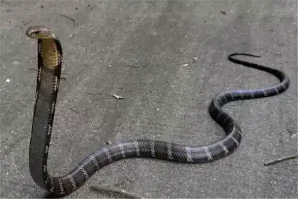 世界10大毒蛇，眼镜王蛇和黑曼巴蛇上榜，你有遇到过吗？