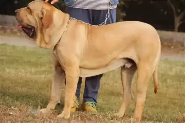 世界10大杀伤力超强的犬，有不少是被禁止饲养的，你敢养吗？