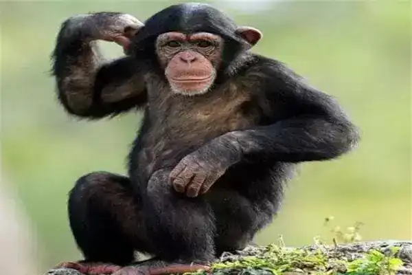 世界10大高智商动物，黑猩猩无悬念上榜，猪和乌鸦也成功入选