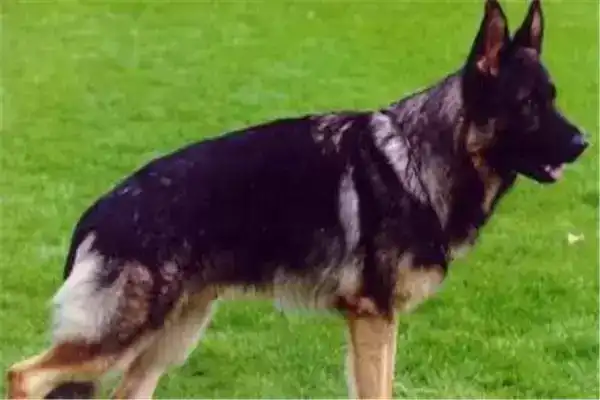 世界10大最凶猛的军犬，中国昆明犬成功上榜，你养过哪种？