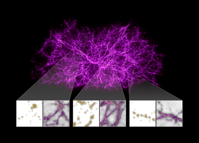 用于映射暗物质将宇宙保持在一起的粘液霉菌模拟