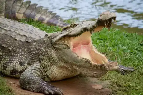 地球上10大鳄鱼，有些会攻击人类，有些已濒临灭绝，你都认识吗？