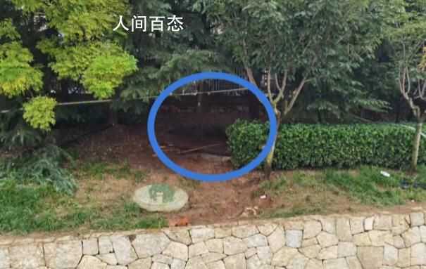 青岛6岁男童坠井不幸身亡 古力井位于离地面一米多高的绿化带内