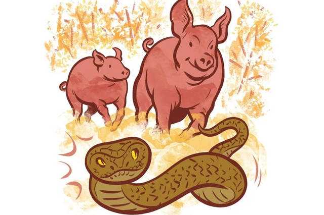 农村老人说养猪能防蛇，为什么猪会吃蛇？猪吃毒蛇不会中毒吗？