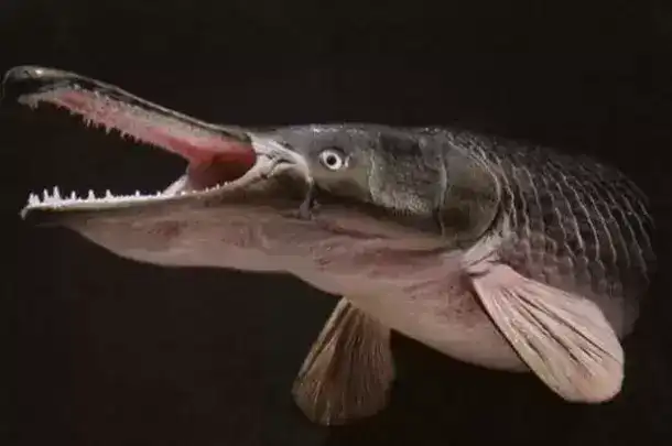 世界10大最凶猛的淡水鱼，亚马逊鲇鱼居榜首，会咬断人的手指