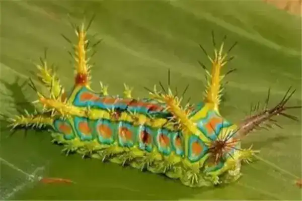 世界10大奇特的昆虫，第四长得像外星人，你们觉得像吗？
