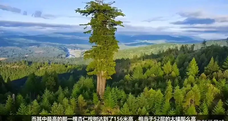 25层楼高！中国发现最高的树，为什么能长这么高？还能再长高吗？