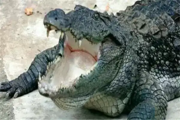 地球上10大鳄鱼，有些会攻击人类，有些已濒临灭绝，你都认识吗？