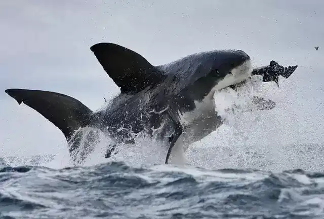 地球上10大最厉害的鲨鱼，虎鲨和大白鲨领衔，你都认识吗？
