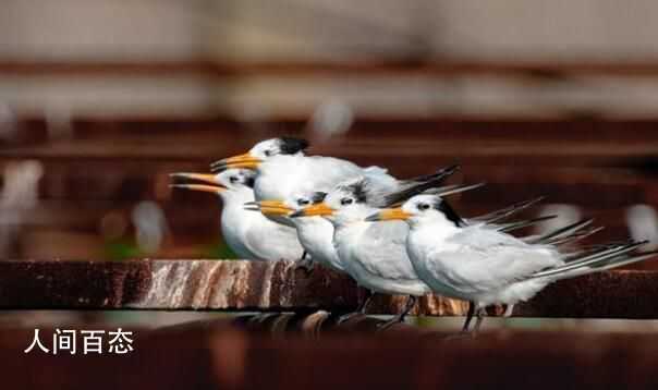 近百只极危鸟类停留胶州湾 全球不到150只