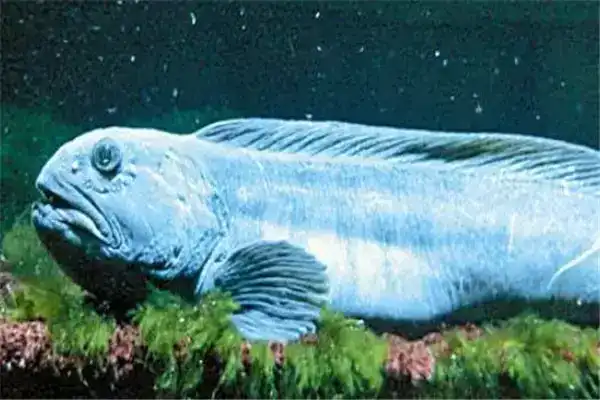 世界10大奇鱼，第五因长得丑而闻名，第九长相似怪物史莱克