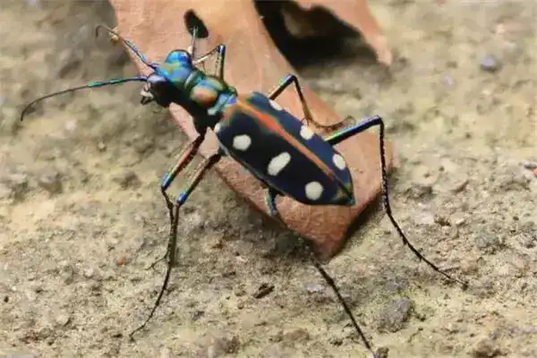 世界10大致命昆虫，虎甲虫和田鳖也上榜，你看到它们会怕吗？