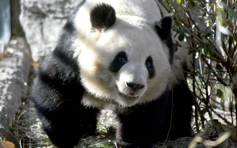 大熊猫萌兰被认养了吗 一共有多少明星认养了大熊猫