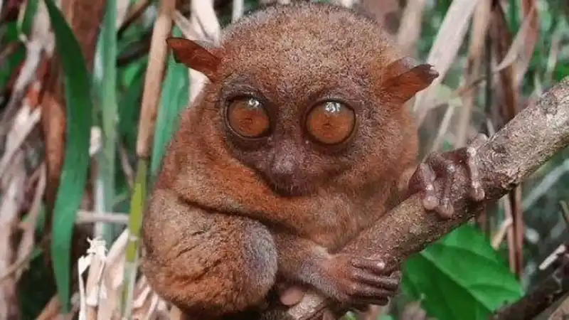 超迷你古灵精怪眼镜猴，体型较小的大眼萌物，眼睛与脑袋等重