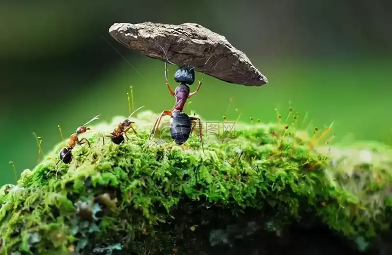 蚂蚁的特点：蚂蚁身上发现了伟大智慧