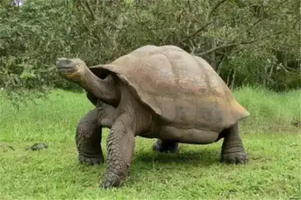 世界上体型最大的龟是什么龟？盘点地球上10大体型最大的乌龟