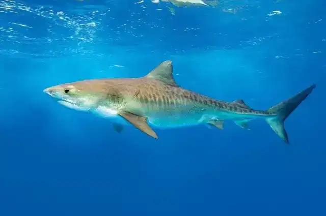 地球上10大最厉害的鲨鱼，虎鲨和大白鲨领衔，你都认识吗？