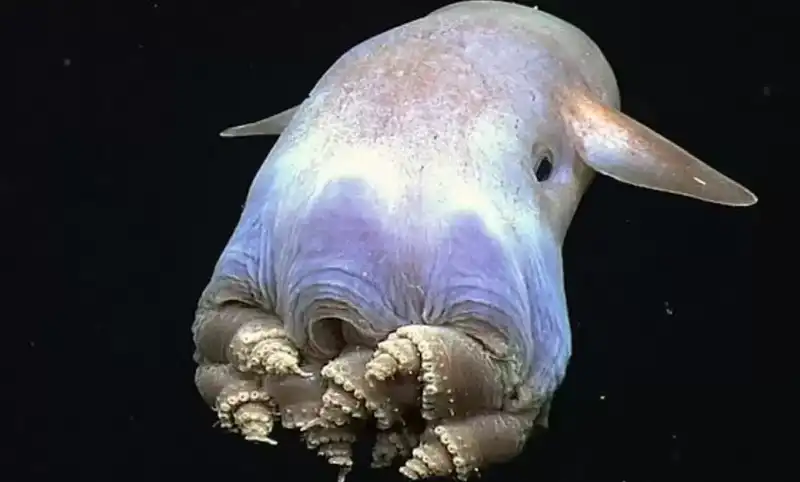 你可能不知道的那些有点可怕的海底生物