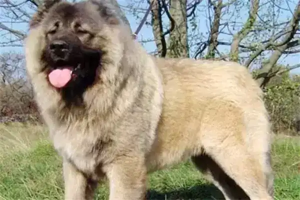 全球10大最凶的狗，土佐犬和比特犬成功入选，你敢养吗？