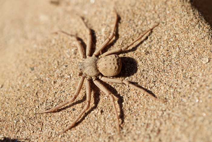 十万个冷知识：沙漠蜘蛛吃什么？