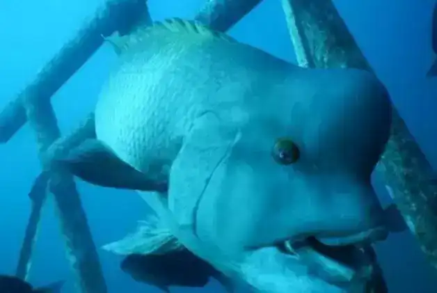 世界上最古怪的鱼是什么鱼？盘点地球上十大最古怪的鱼类，知道几个？
