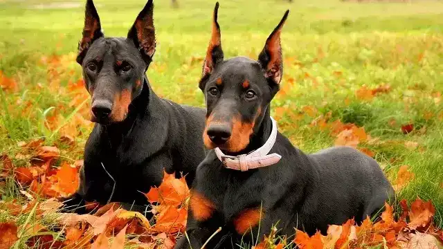 国内10大被禁养的犬种，杜宾犬和秋田犬上榜，你有养过吗？