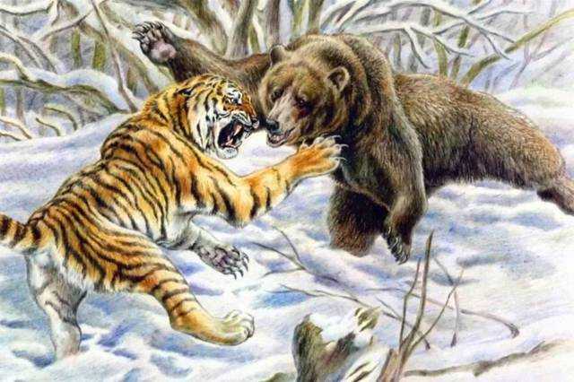 熊虎之争：传奇虎王黛尔曾捕食8头棕熊，东北虎真是棕熊的天敌吗