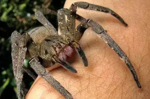 地球上10大毒蜘蛛，第一攻击性极强会致命，你知道几种？