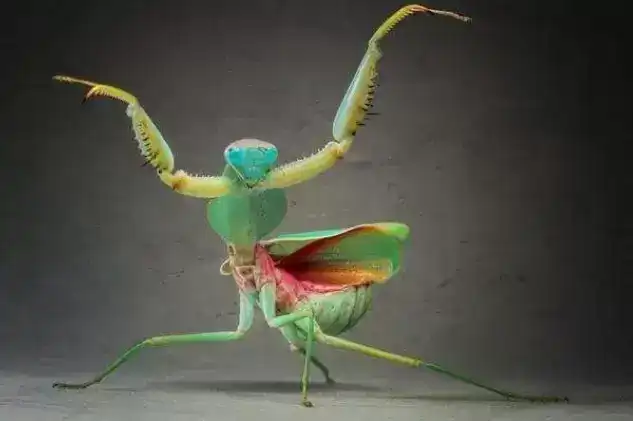 地球上10大螳螂，非洲绿巨螳和中华大刀螳领衔，你知道几个？