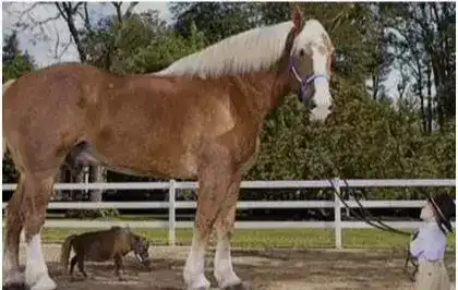 世界上最大的马，体重超过一吨，与小型货车相当