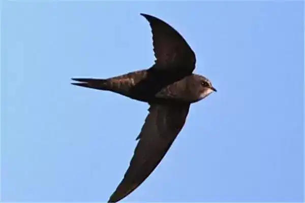 世界10大最快的动物，游隼速度超飞机，褐雨燕一秒一百米
